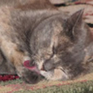 Meet your Posher, Alexandra